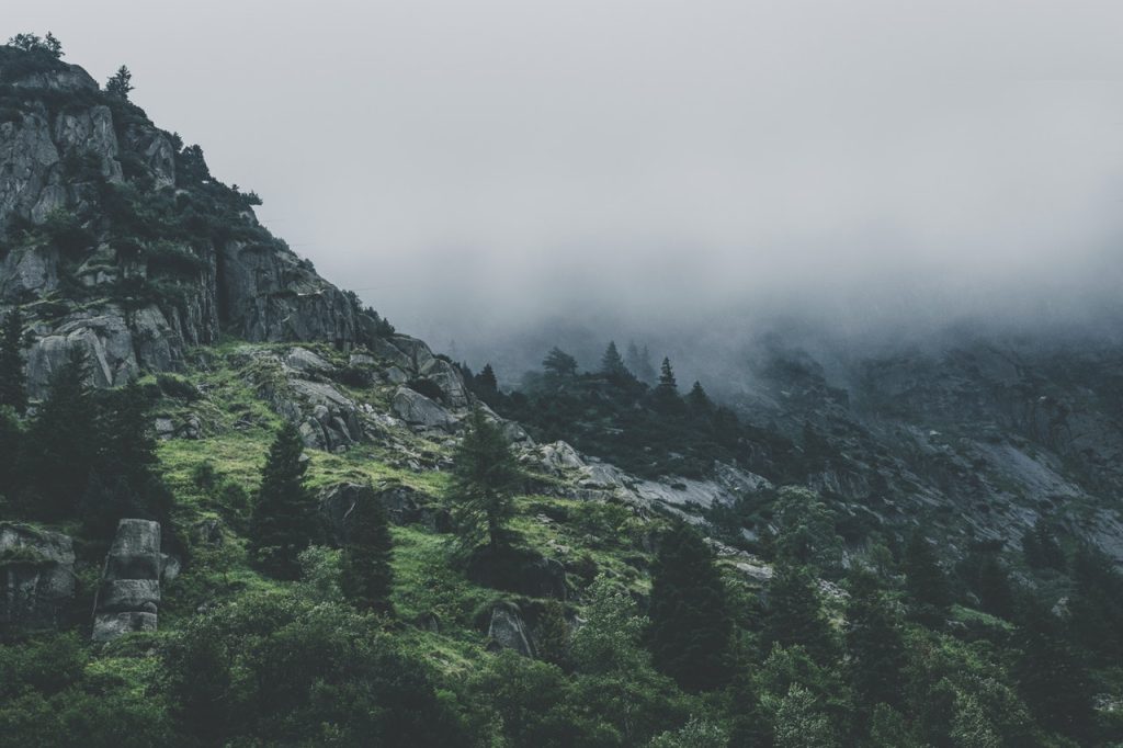 Services green leafed trees during fog time 167684.jpg